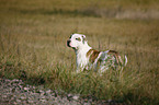 rennende Amerikanische Bulldogge