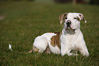 liegende Amerikanische Bulldogge