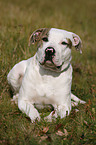 liegende Amerikanische Bulldogge