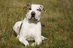 liegende Amerikanische Bulldogge