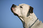 American Bulldog Portrait