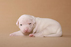 American Bulldog Baby