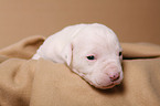 American Bulldog Baby