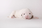 American Bulldog Baby