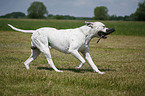 American Bulldog Rde