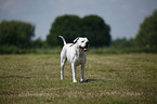 American Bulldog Rde