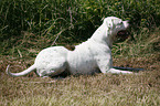 American Bulldog Rde