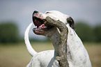 American Bulldog Portrait