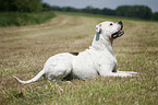 American Bulldog Rde