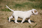 American Bulldog Welpe