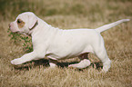 American Bulldog Welpe