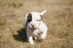 American Bulldog Welpe