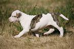 American Bulldog Welpe