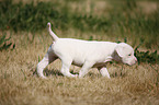 American Bulldog Welpe