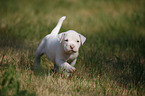 American Bulldog Welpe