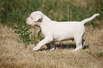 American Bulldog Welpe