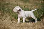 American Bulldog Welpe