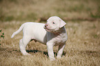 American Bulldog Welpe