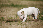 American Bulldog Welpe