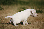 American Bulldog Welpe