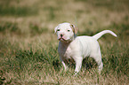 American Bulldog Welpe