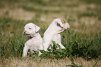 American Bulldog Welpe