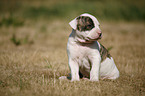 American Bulldog Welpe