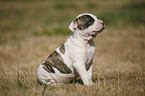 American Bulldog Welpe