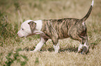 American Bulldog Welpe