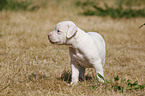 American Bulldog Welpe