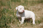 American Bulldog Welpe