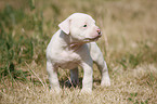 American Bulldog Welpe