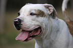 American Bulldog Portrait