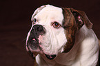 American Bulldog Portrait