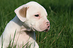 Amerikanische Bulldogge Welpe