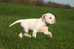 Amerikanische Bulldogge Welpe