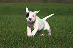 Amerikanische Bulldogge Welpe