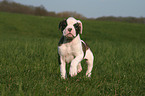 Amerikanische Bulldogge Welpe