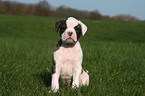 Amerikanische Bulldogge Welpe