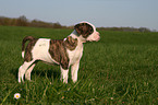 Amerikanische Bulldogge Welpe