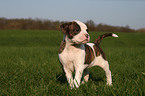 Amerikanische Bulldogge Welpe