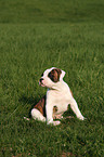 Amerikanische Bulldogge Welpe