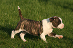 Amerikanische Bulldogge Welpe