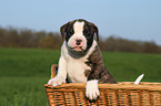 Amerikanische Bulldogge Welpe