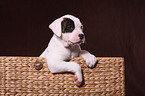 Amerikanische Bulldogge Welpe