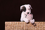 Amerikanische Bulldogge Welpe