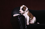 Amerikanische Bulldogge Welpe