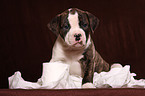 Amerikanische Bulldogge Welpe