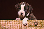 Amerikanische Bulldogge Welpe