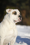 Amerikanische Bulldogge Portrait